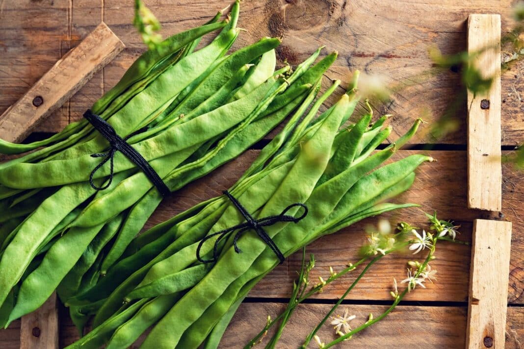 Šviežios pupelių ankštys ryšulėliuose – vertingas augalinis papildas širdies ir inkstų sveikatai.