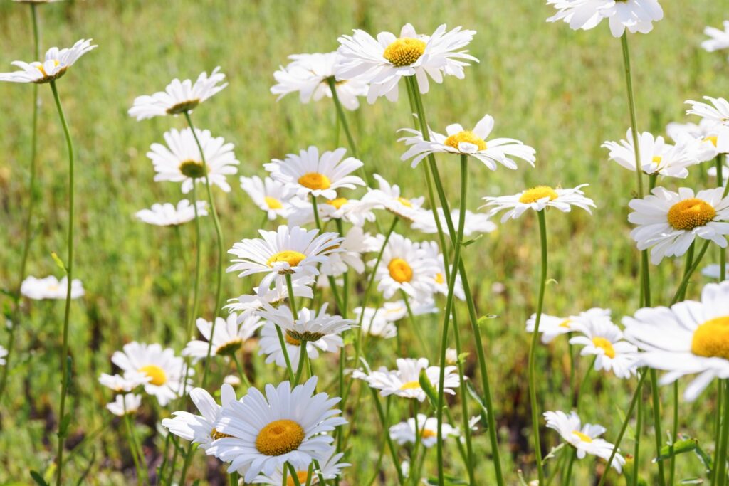 Ramunėlių gydomosios savybės – natūraliai žydintys augalai pievoje.