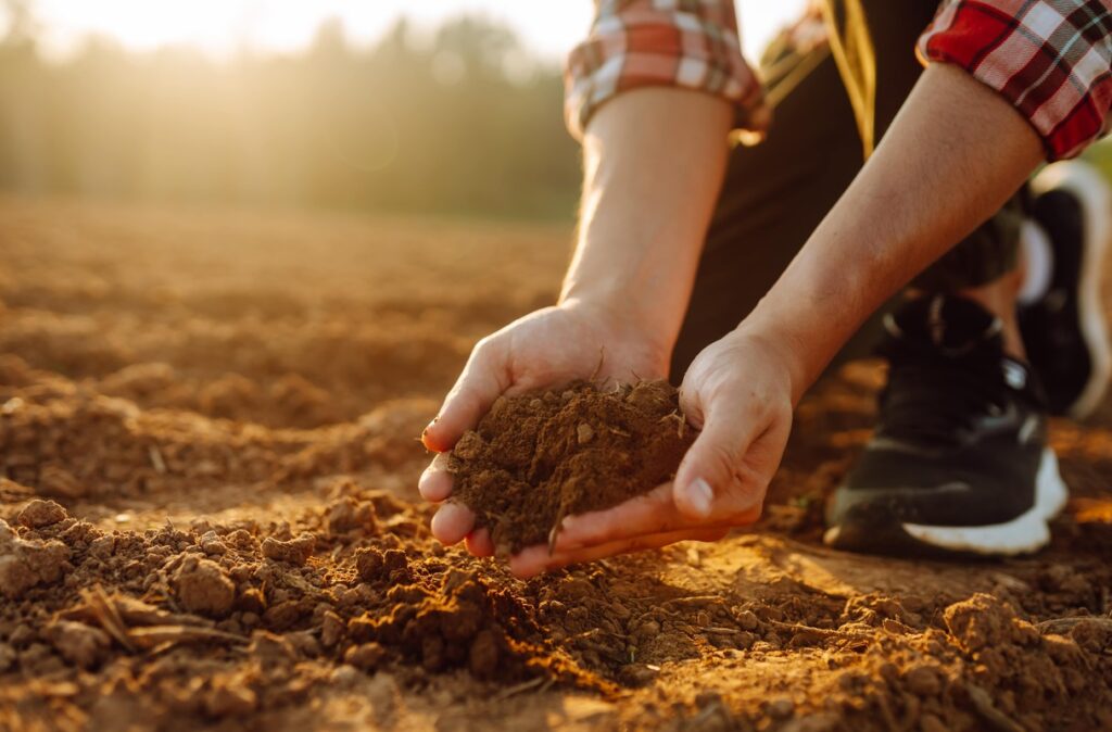 Rankose laikomas purus dirvožemis, paruoštas rudeninei trąšai daržovėms.