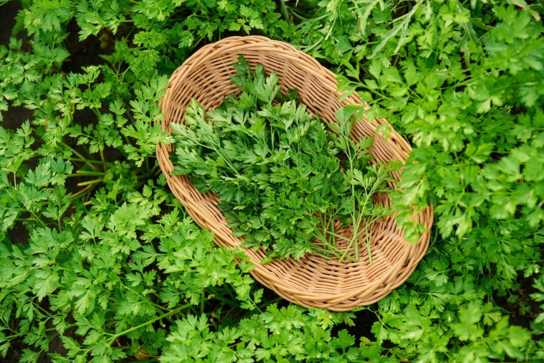 Rudeninės žolelės – šviežios petražolės pintame krepšelyje, padedančios stiprinti organizmą ir virškinimą.