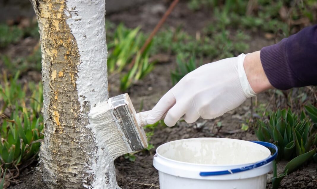 Rudeninis medžių balinimas pelenais atliekamas teptuku, siekiant apsaugoti kamieną nuo šalčio ir kenkėjų