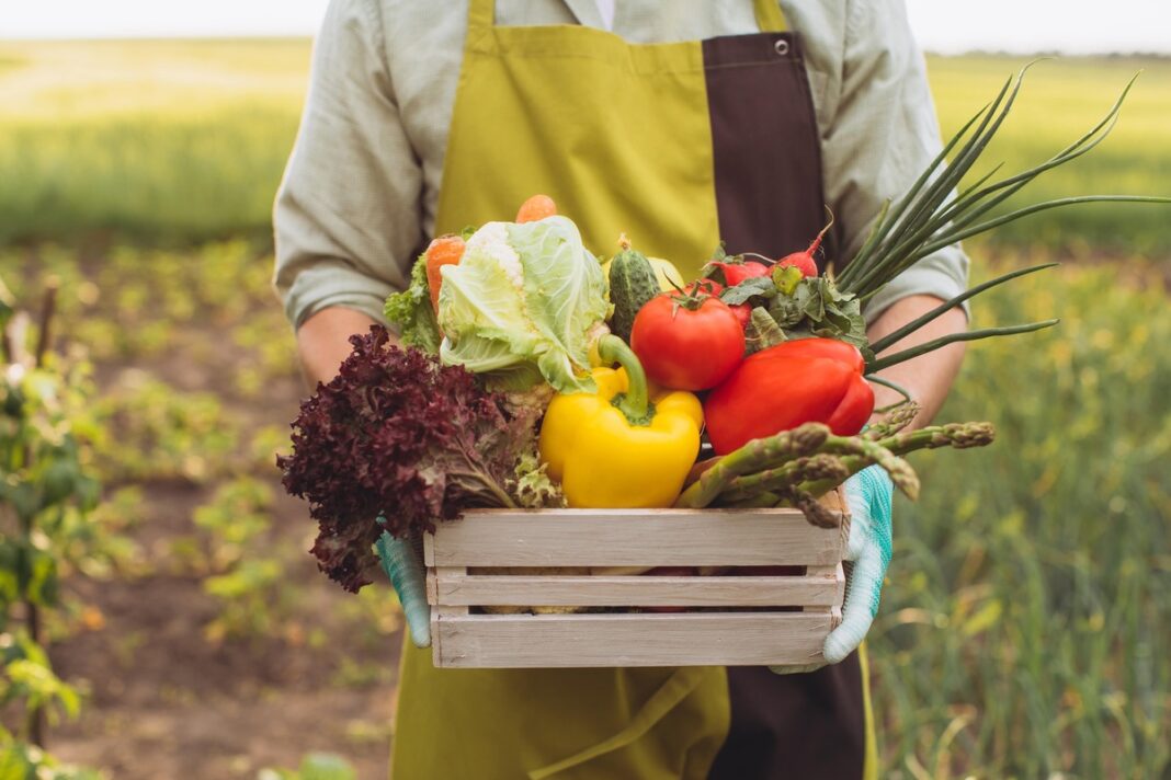 Rudens daržovės krepšelyje – kopūstas, paprikos, pomidorai ir kita derliaus gausa stipriam imunitetui.