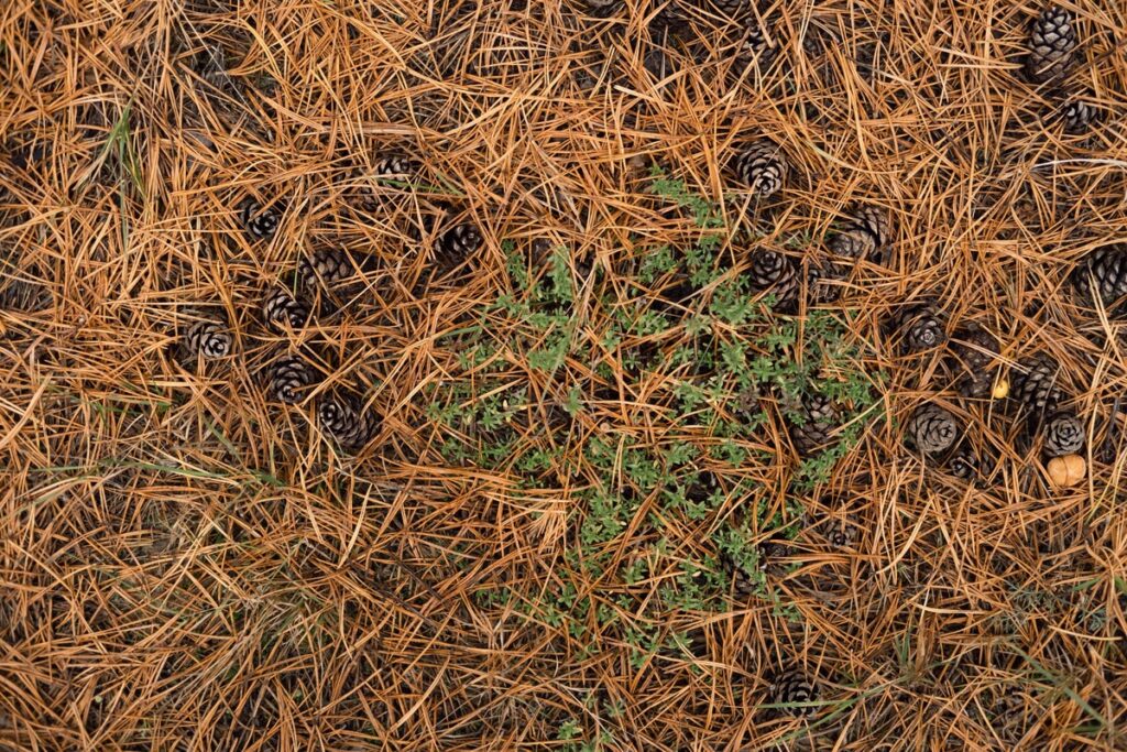 Ruduojantys pušių spygliai nukritę ant žemės tarp kankorėžių.