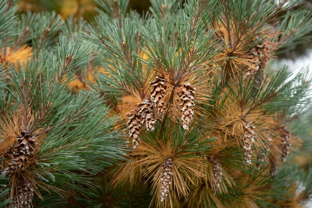 Ruduojantys pušių spygliai ant šakelių – natūralus procesas ar galimas pavojus medžiui.