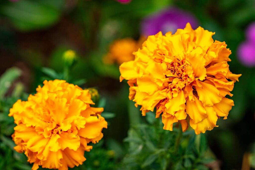 Serenčių naudojimas akims grindžiamas jų ryškiuose žieduose esančiais karotinoidais, kurie saugo tinklainę ir gerina regėjimo aiškumą.