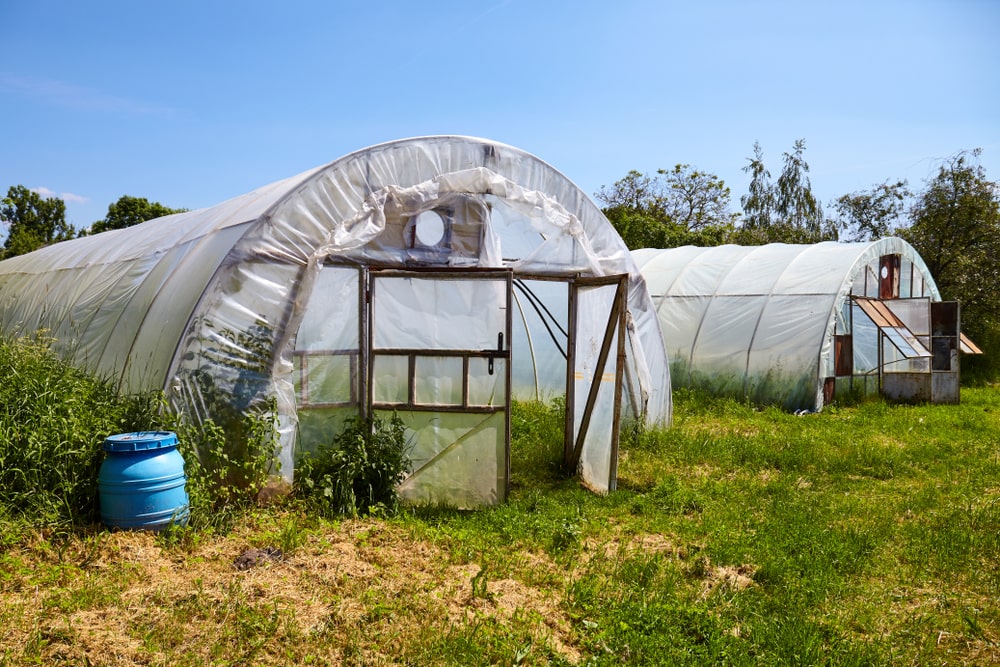 Šiltnamių vėdinimas rugsėjį – atviros durys naktį padeda išvengti drėgmės pertekliaus ir saugo augalus nuo ligų.