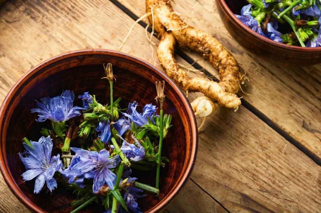 Trūkažolės šaknys žarnynui – džiovinimui paruoštos šaknys ir mėlyni žiedai, naudojami arbatai ar užpilams virškinimui gerinti.