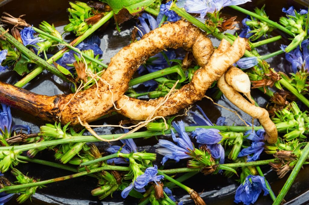 Trūkažolės šaknys žarnynui – šviežios augalo šaknys su mėlynais žiedais, naudojamos natūraliai virškinimo sistemos stiprinimui.