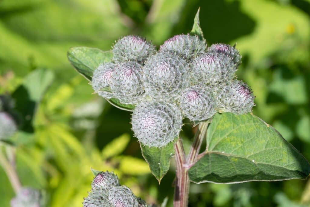 Varnalėšos receptas nuo sąnarių skausmo – pūkuoti žiedynai ir lapai, turintys naudingų medžiagų sąnarių sveikatai.