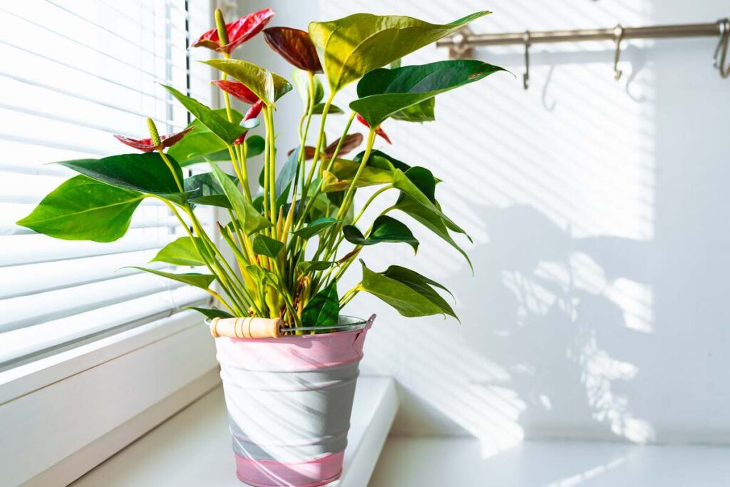 Anturio trąšos iš bulvės ir česnako padeda augalui atsigauti ir žydėti ryškiau ant šviesios palangės.