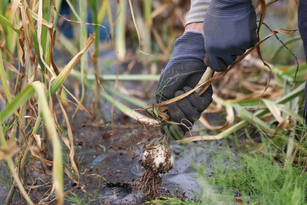 Ar galima sodinti česnakus iš parduotuvės – daržininkas traukia subrendusius česnakus iš dirvos.