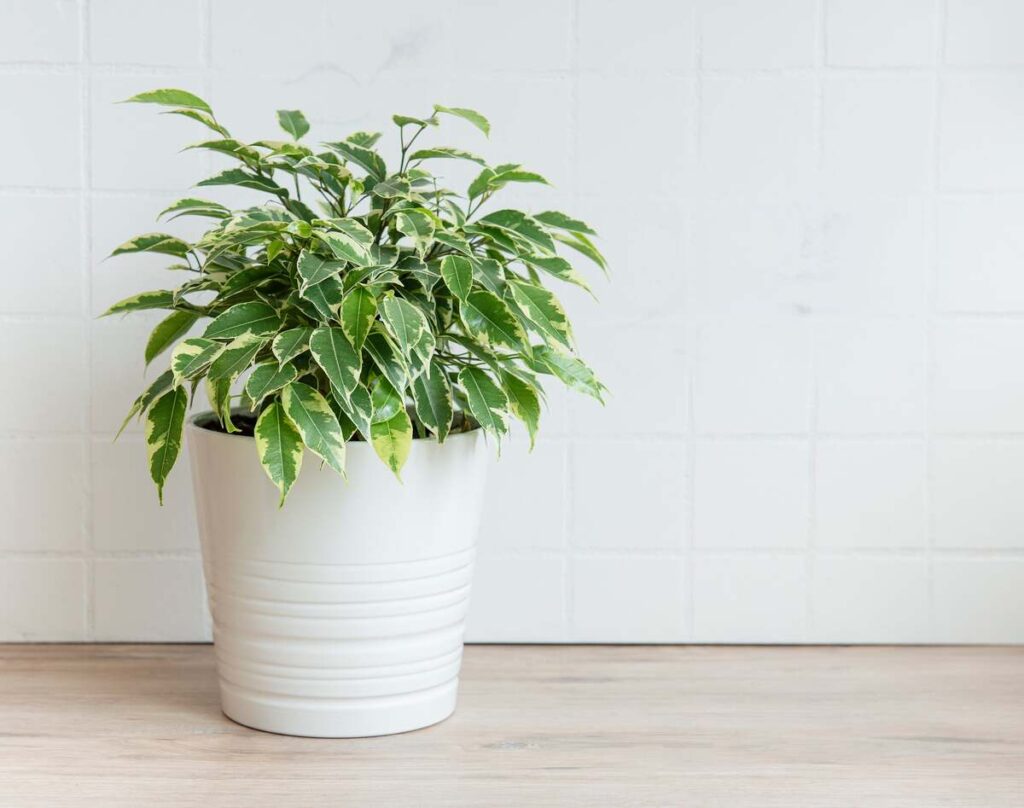 Augalai, kurie auga be priežiūros – fikusas baltame vazone ant šviesaus paviršiaus, tinkamas namų interjerui.