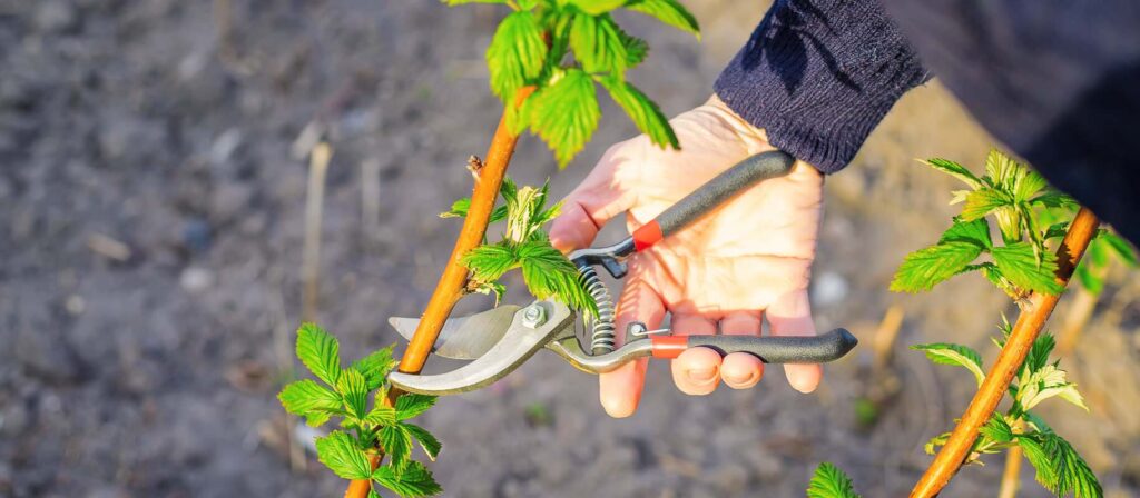 Aviečių genėjimas rudenį – genėjimo žirklėmis trumpinamos jaunos aviečių šakelės sode.