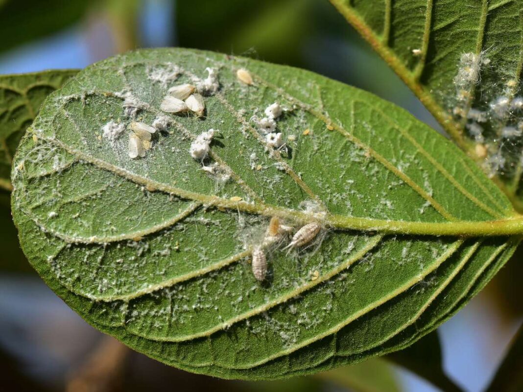Baltasparniai šiltnamyje ant augalų lapų – vabzdžių kolonijos ir jų paliktos baltos apnašos.