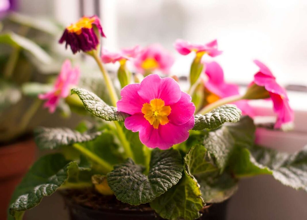 Gelė paleistuvė su rožiniais žiedais, auganti ant šviesios palangės kambaryje.