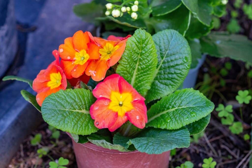 Gelė paleistuvė vazonėlyje su ryškiais oranžiniais žiedais ir vešliais žaliais lapais.