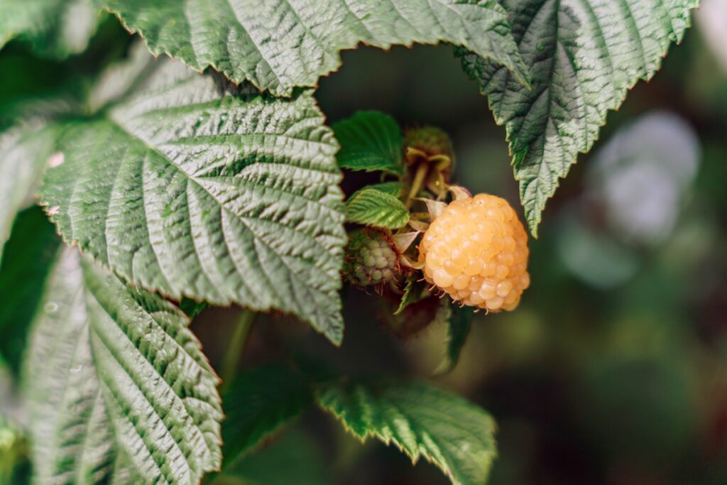 Geltonų aviečių genėjimas – subrendusios uogos po žalialapiais krūmo lapais.