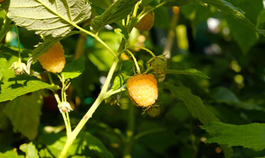 Geltonų aviečių genėjimas sode – prinokusių uogų kekė saulėtame krūme.