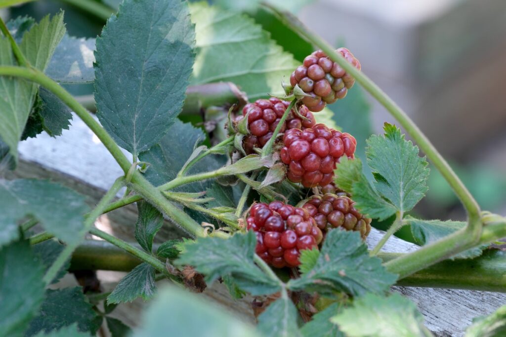 Gervuogių genėjimas rudenį – nokstančios uogos ant sveikų šakų po tinkamos priežiūros ir rudens genėjimo darbų.