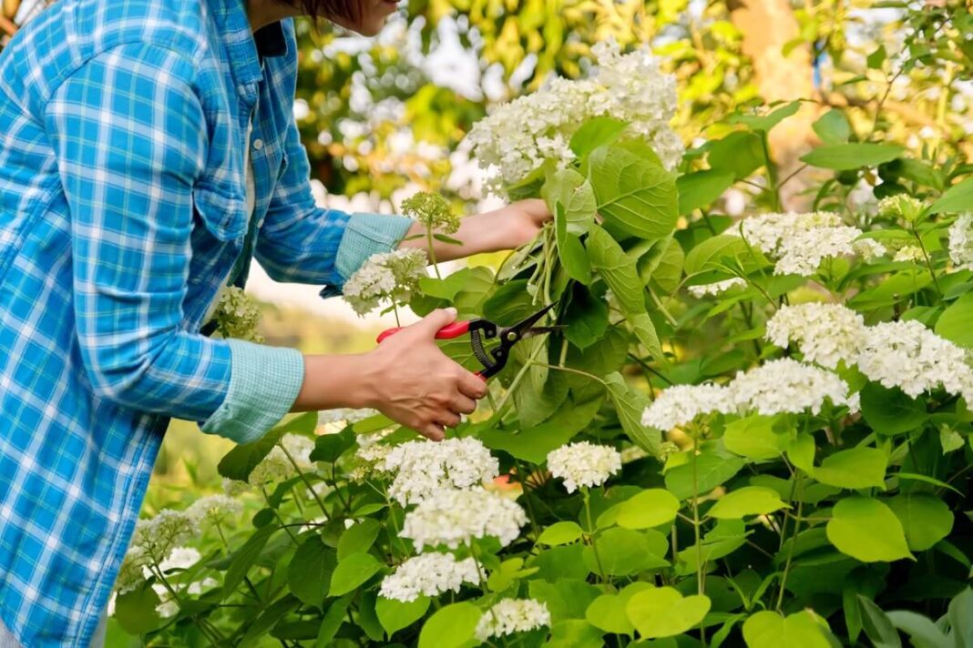 Hortenzijų genėjimas rudenį sode – moteris su sekatoriumi švelniai trumpina žydinčius krūmus.