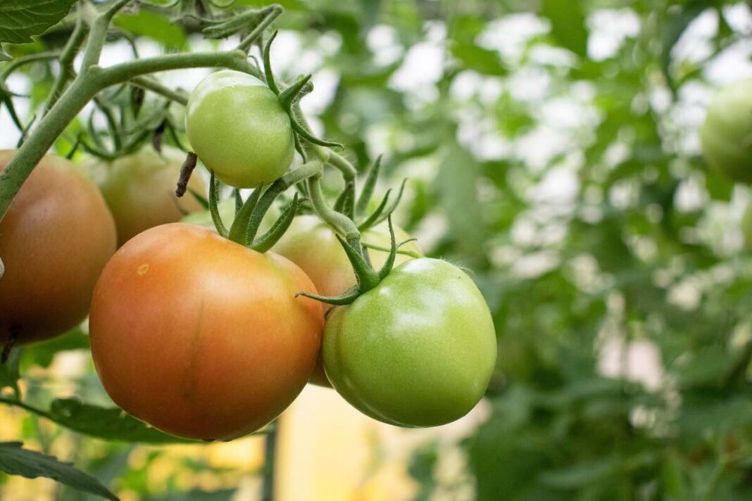 ką daryti su žaliais pomidorais – pradėję nokti vaisiai pereina iš žalios į raudoną spalvą.