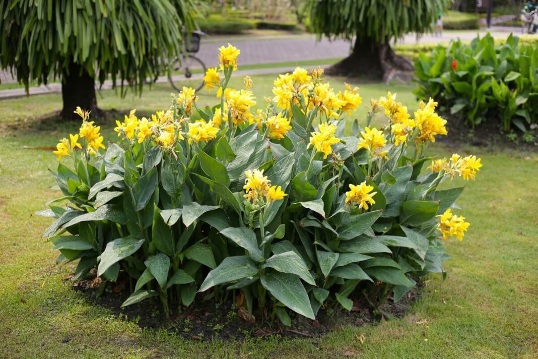 kada rauti kanas – geltonais žiedais žydintis kanų krūmas sode.