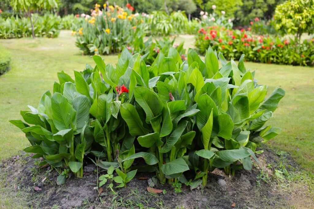 kada rauti kanas – žali vešlūs kanų lapai gėlyne vasaros pabaigoje.