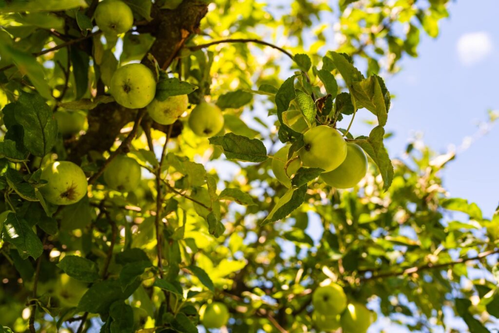 kada skinti žieminius obuolius – žalios spalvos vaisiai dar nokstantys ant šakos, tarp lapų, saulėtą rudens dieną.