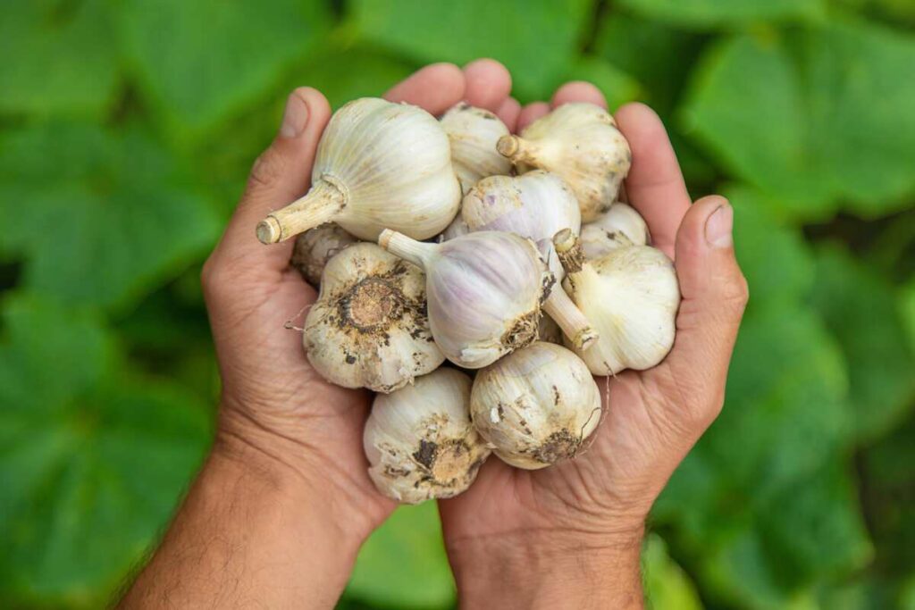 Kada sodinti česnakus rudenį – šviežiai iškasti česnakai laikomi delnuose prieš sodinimą.
