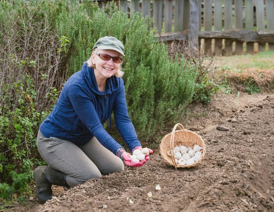 Kada sodinti česnakus rudenį – moteris sode sodina česnakus į paruoštą lysvę.