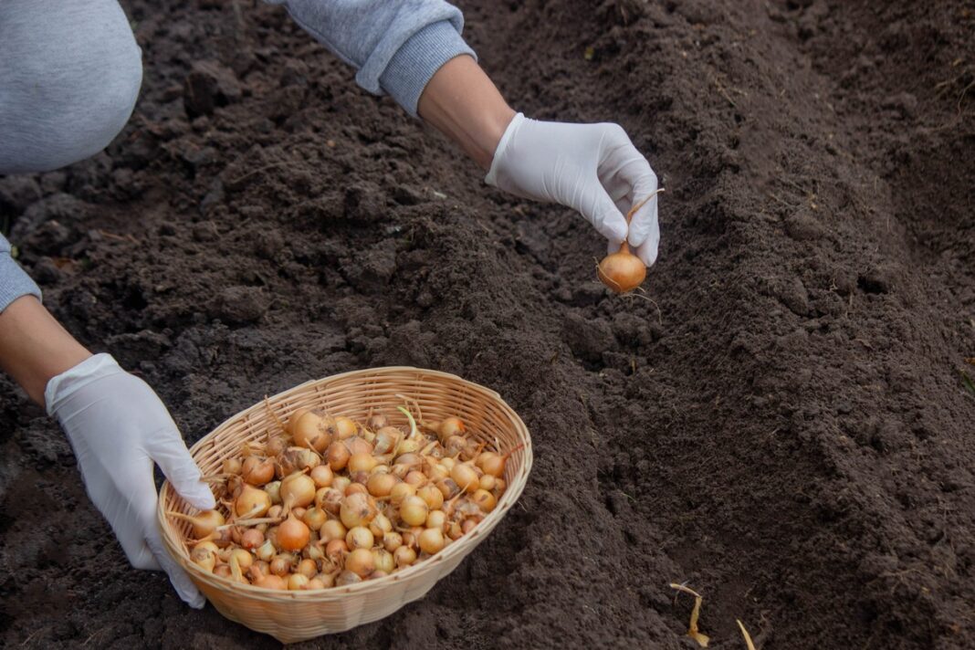 Kada sodinti žieminius svogūnus derlingai dirvai – sodinimas lysvėje su krepšeliu svogūnėlių.
