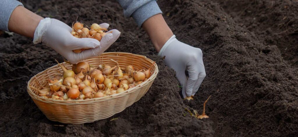Kada sodinti žieminius svogūnus, kad įsišaknytų prieš žiemą – lysvėje dedami svogūnėliai.