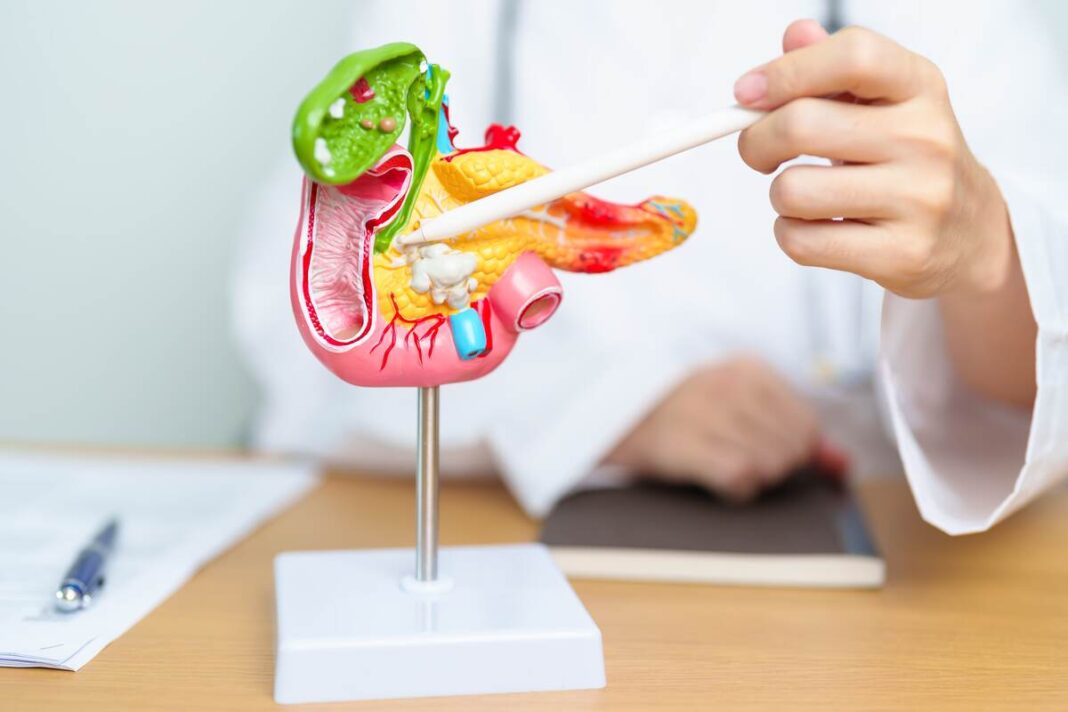 kasa-valantis-misinys-kasos-modelis kasa valantis mišinys iliustruojamas per žmogaus kasos modelį, pabrėžiant virškinimo sistemos svarbą ir jos sveikatos palaikymą.