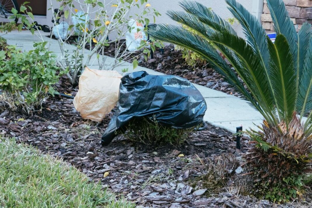 Krūmų apsauga prieš žiemą su plastiko danga – apsaugotas augalas nuo šalčio ir vėjo sode.