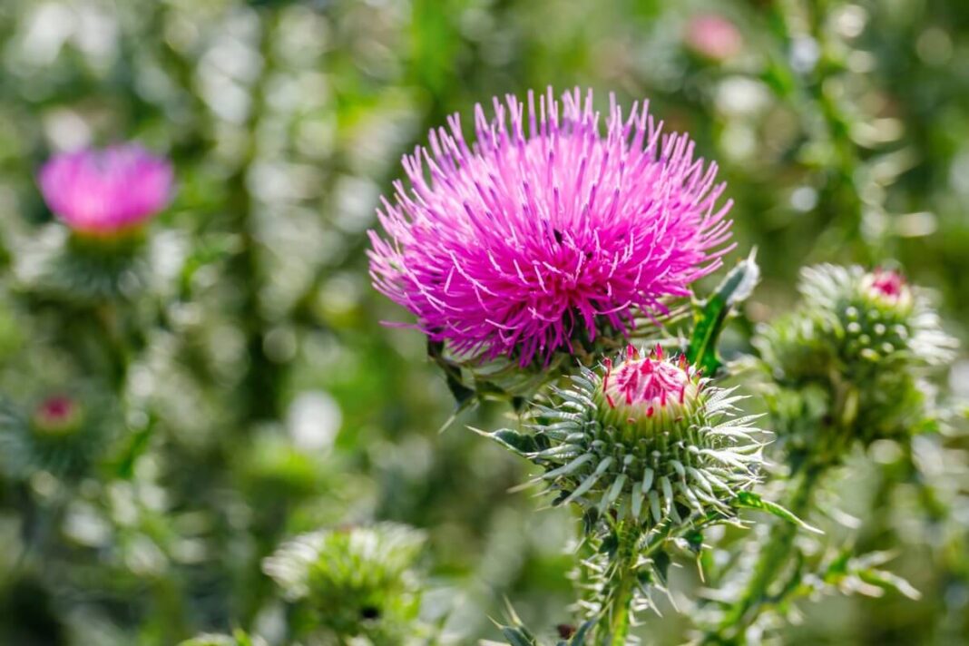 margainio nauda kepenims augalas su žiedais gamtoje