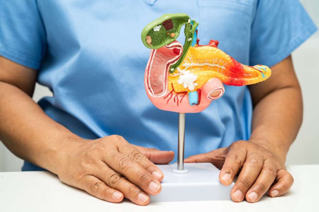 Natūralūs būdai stiprinti kasą – žmogaus rankos prie medicininio kasos ir virškinimo organų modelio.