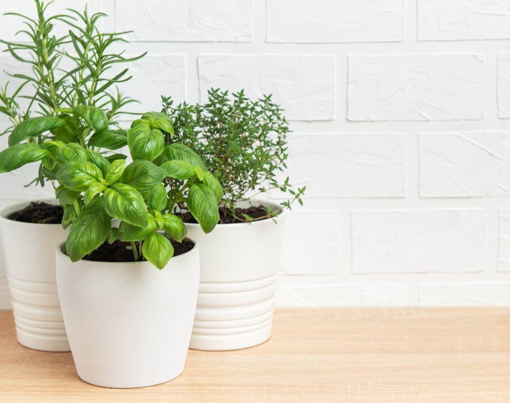 Naudingiausi prieskoniai sveikatai – bazilikas, rozmarinas ir čiobreliai auginami vazonuose ant palangės.