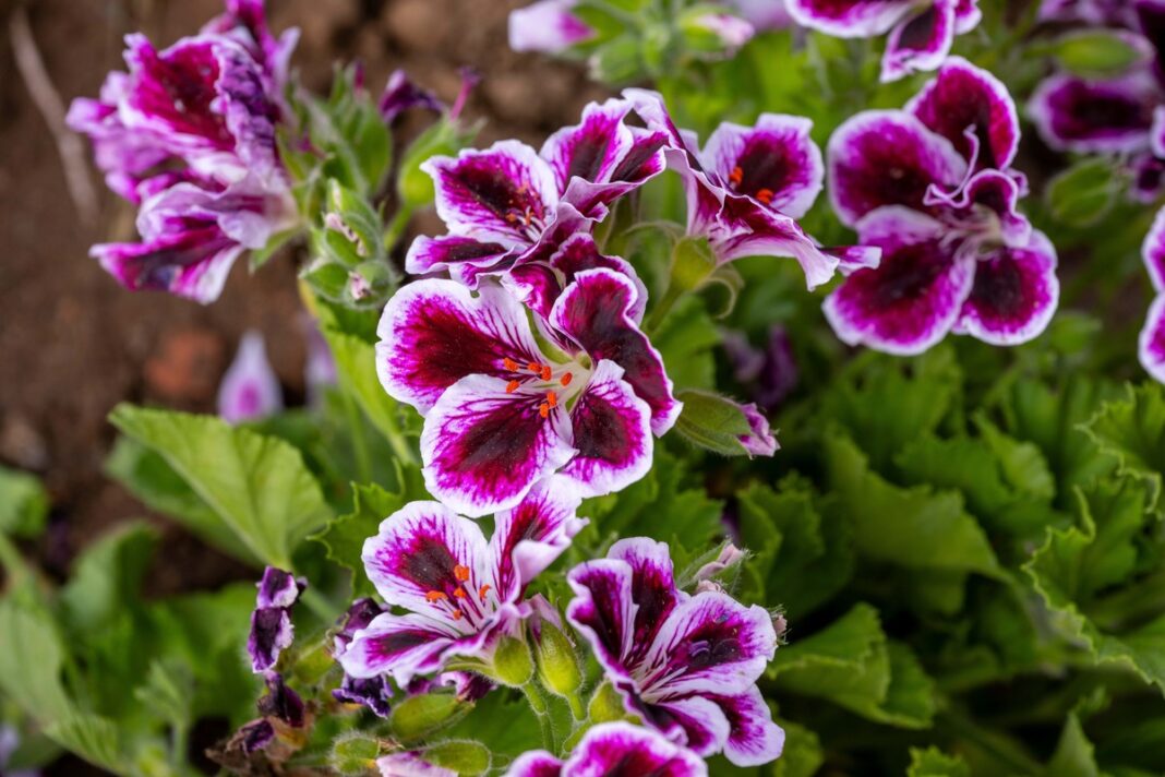 Pelargonijų atžalų stiprinimas – ryškiai žydinčios pelargonijos sode, stiprių šaknų ir vešlios žalumos pavyzdys.