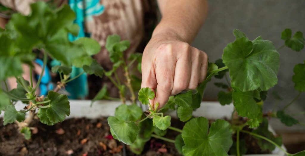 Pelargonijų paruošimas žiemai – rankomis šalinami seni stiebai ir lapai, kad augalas atsigautų.