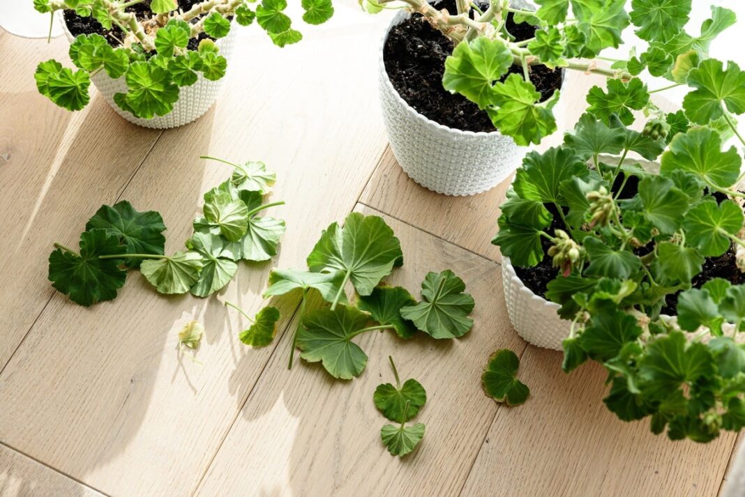Pelargonijų paruošimas žiemai – nupjauti lapai ir patrumpinti stiebai prieš persodinimą į naują žemę.