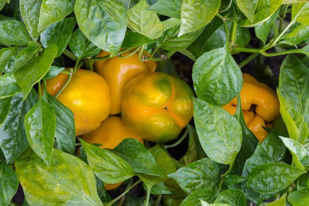Prinokinti žalias paprikas namuose – ant krūmų augančios geltonos paprikos, pasiruošusios skynimui.