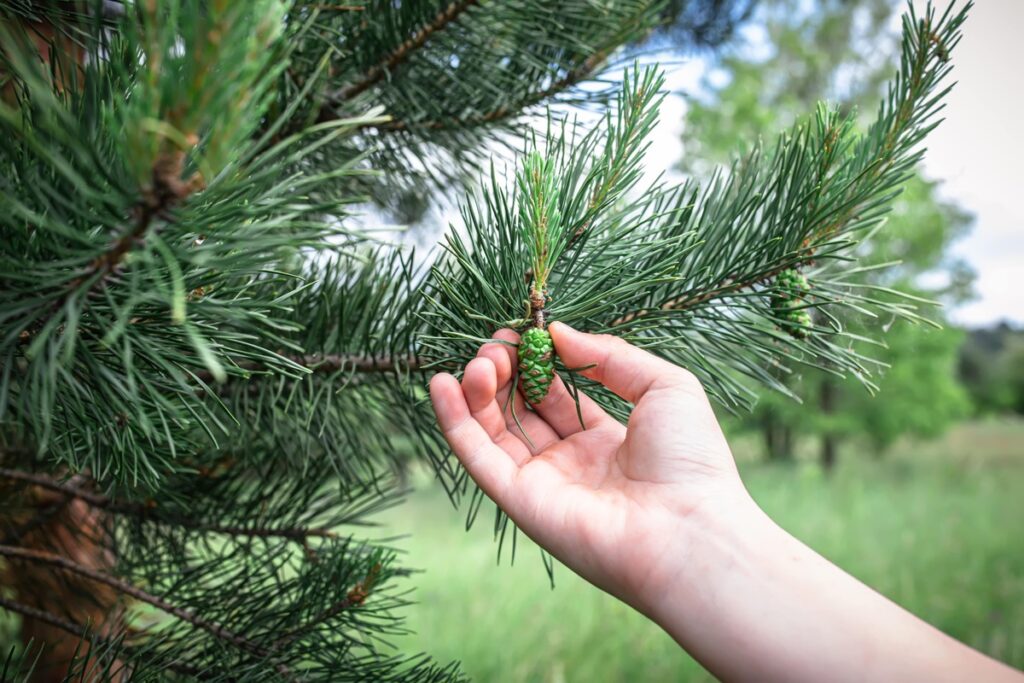 Pušų kankorėžių tinktūra pradedama nuo jaunų žalių kankorėžių – jie sukaupia daugiausia naudingų medžiagų širdžiai ir kraujotakai.
