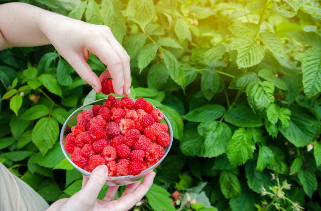 rudenį patręškite avietes šiuo mišiniu – šviežios avietės renkami į dubenį tarp žalių lapų sode.