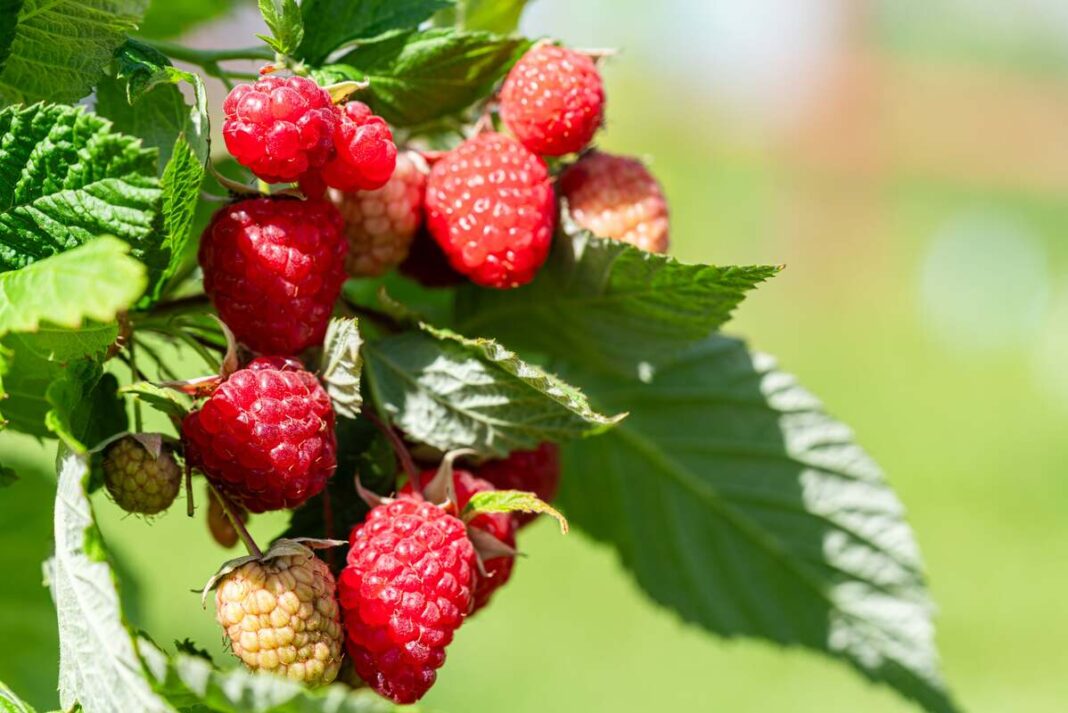 rudenį patręškite avietes šiuo mišiniu – prinokusios raudonos avietės ant žalio krūmo saulėtą dieną.
