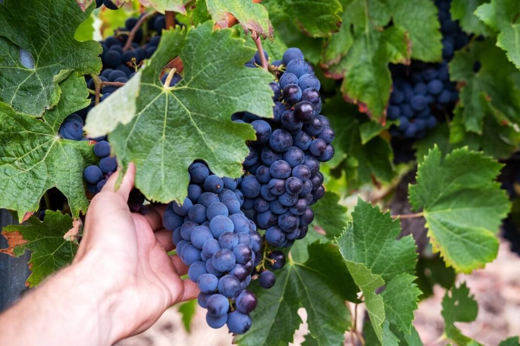 rudeninis-vynuogiu-sodinimas-derlius-vynuogynas Rudeninis vynuogių sodinimas – sunokęs tamsių vynuogių derlius sode.