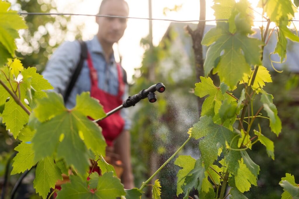 Rudeninis vynuogių sodinimas – augalų purškimas apsaugai nuo ligų prieš žiemą.