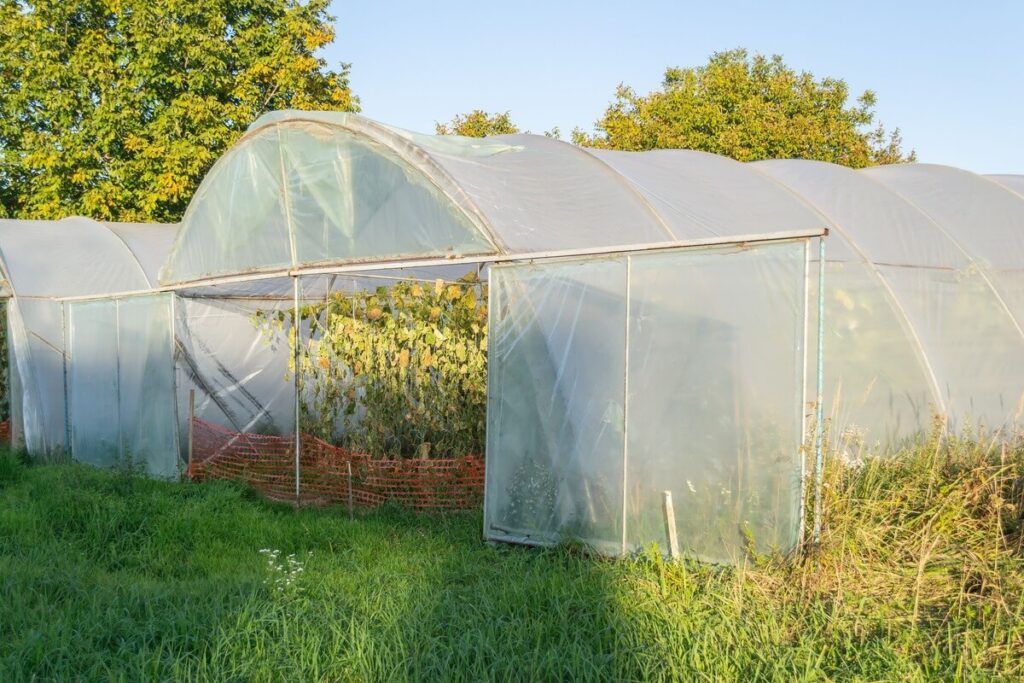 Šiltnamis rudenį su plastikiniu dangčiu – dar neišvalytas, aplink žaliuoja žolė, matyti vasaros pabaigos pėdsakai.