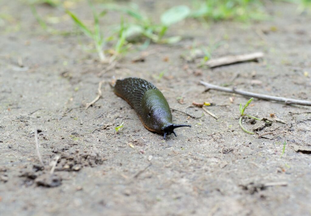 Šliužų invazija – rudas šliužas ropoja per drėgną dirvą sode, kenkdamas augalams ir jaunoms daržovėms.