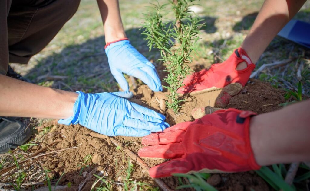 Sodo augalų priežiūra žiemą – rankos su pirštinėmis sodina jauną daigą į žemę.