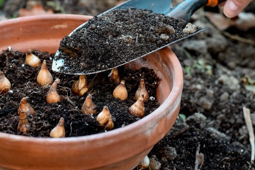 Svogūnėlių sodinimas į vazonus – į molinį vazoną beriama žemė virš pasodintų svogūnėlių.